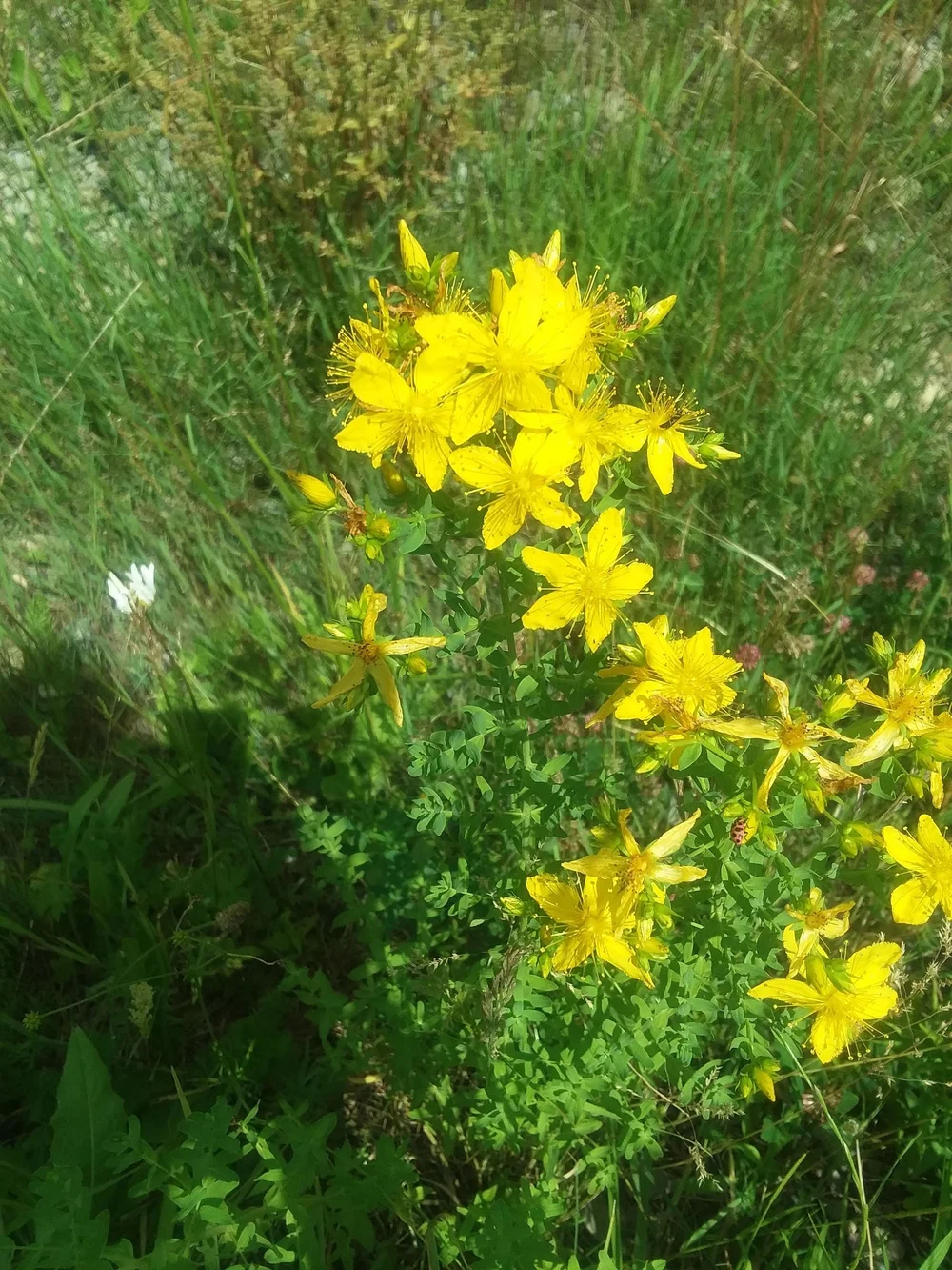 St. John's Wort Dried Herb